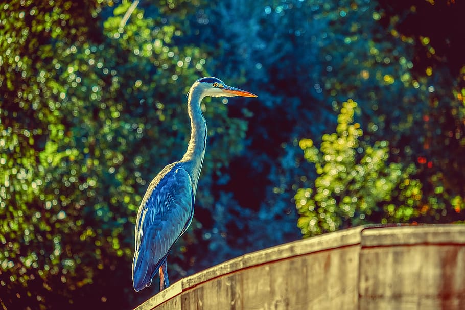 heron, bird, backlighting, water bird, eastern, attention, fish eater HD wallpaper