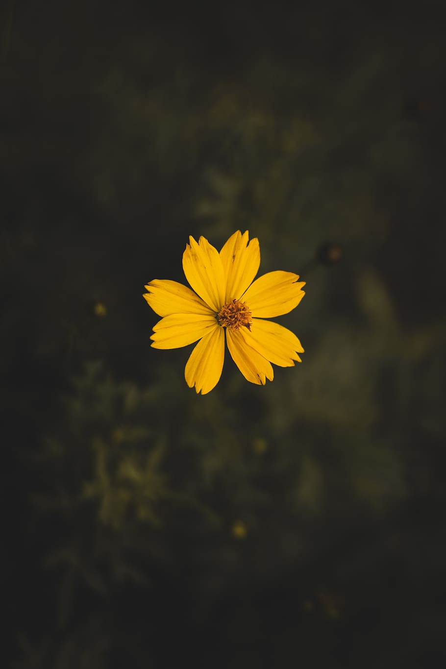 Yellow Cosmos Flower Close-up Photography, bloom, blossom, flora