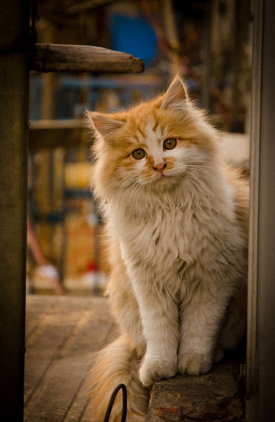 White and Brown Cat, adorable, animal photography, cute, domestic HD wallpaper