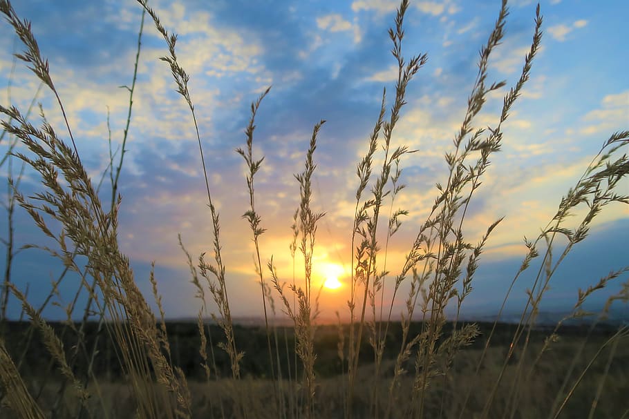 sunset, in the evening, sky, clouds, nature, plant, cloud - sky HD wallpaper