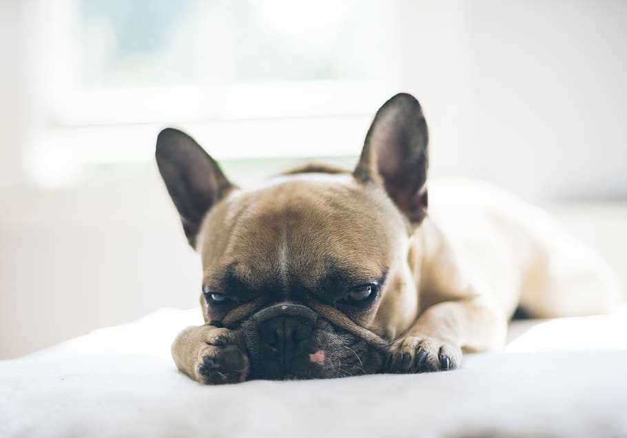 brown puppy lying on textile, one animal, dog, canine, animal themes HD wallpaper