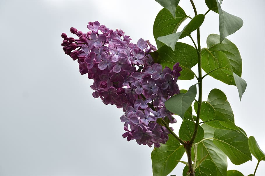 lilac, flower, spring, violet, nature, garden, plant, flowering plant HD wallpaper