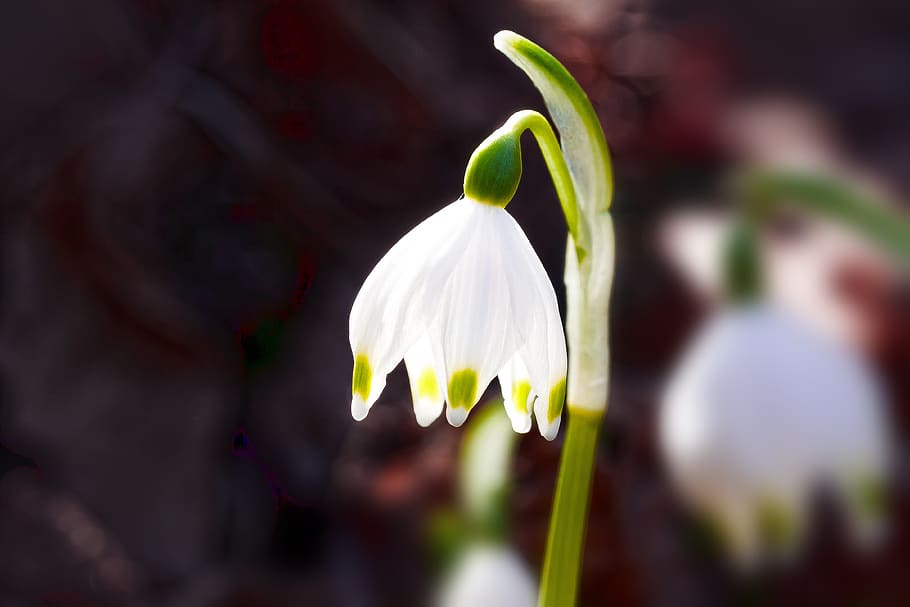 snowflake, flower, blossom, bloom, flora, nature, white, flowers HD wallpaper