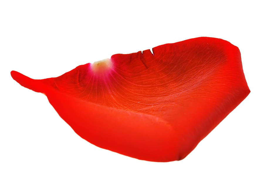 con2011, flower, fresh, gift, isolated, petals, photo, red HD wallpaper