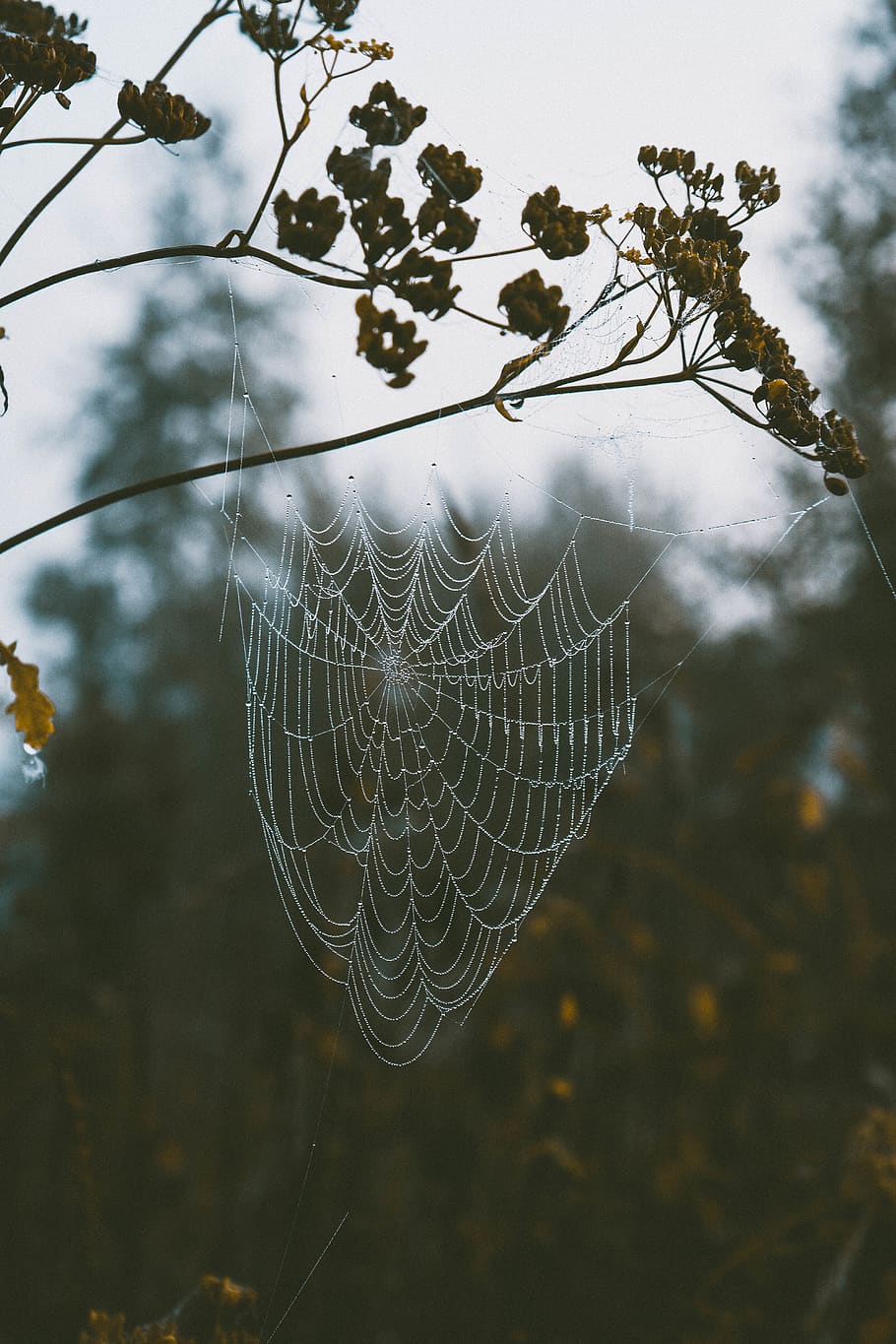 spider web, fragility, vulnerability, focus on foreground, close-up HD wallpaper