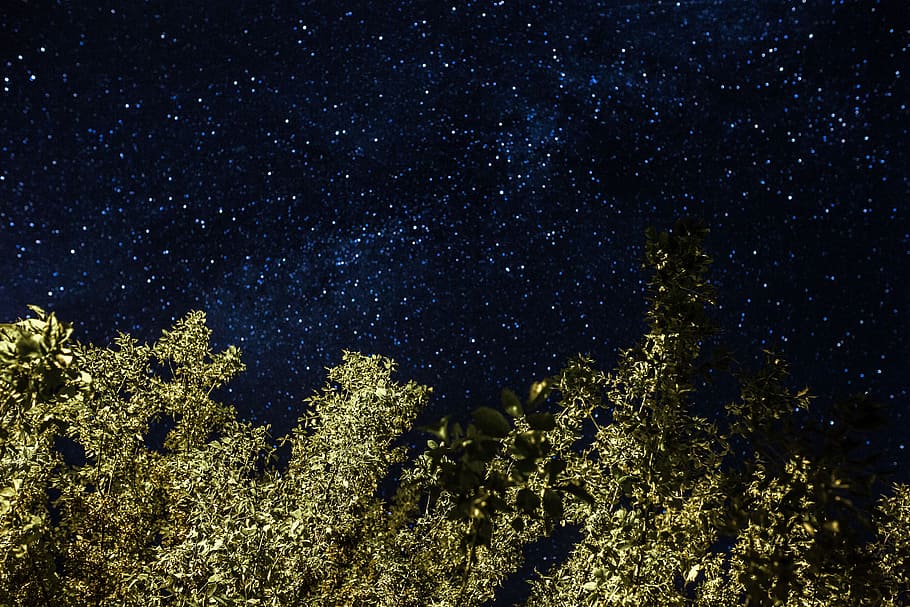 A trees under the starry sky, nature, outdoors, night, stars HD wallpaper