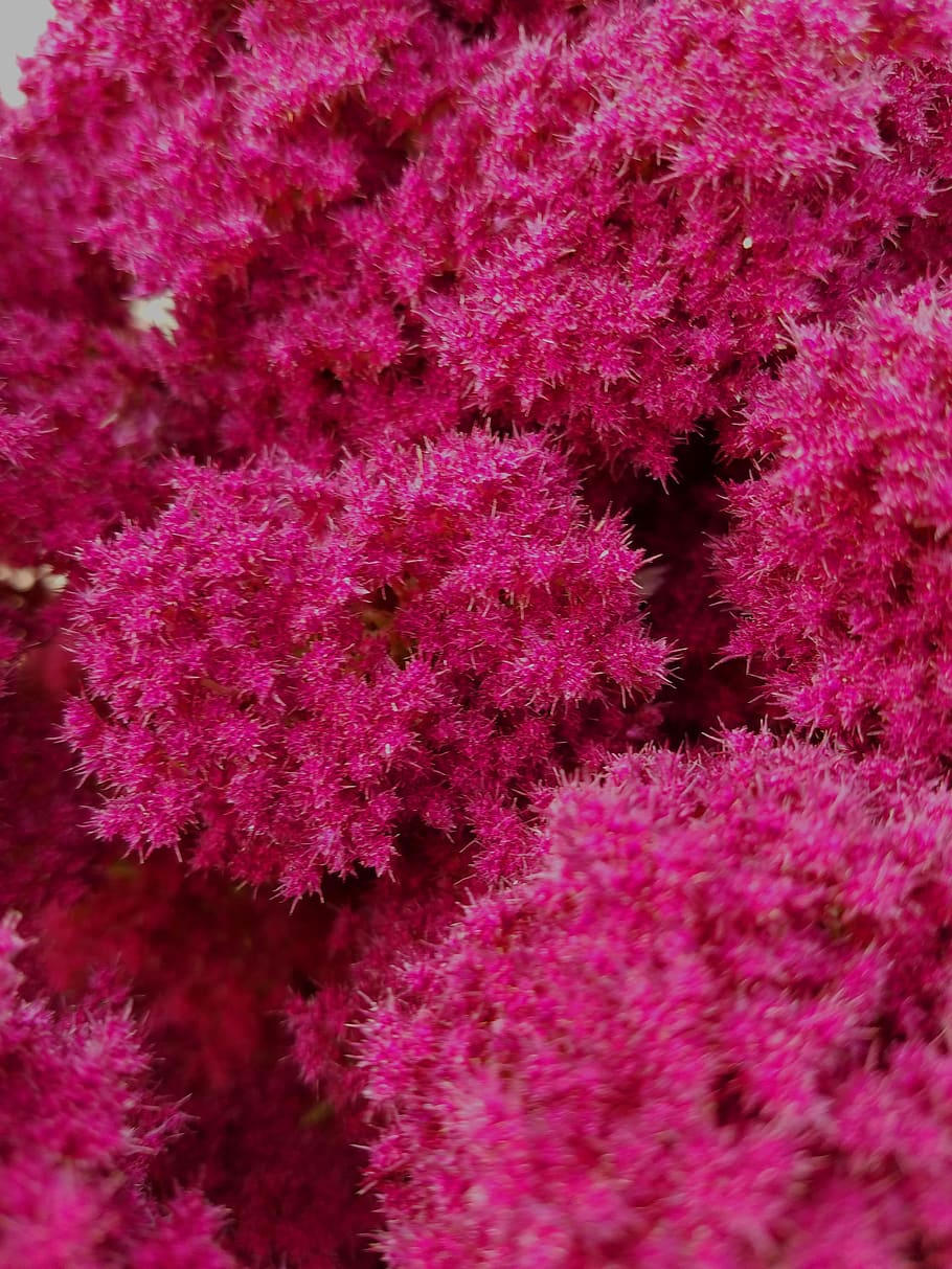 spirea, astilbe, pink fluffy flower, blossom, feathery, flowers, HD wallpaper