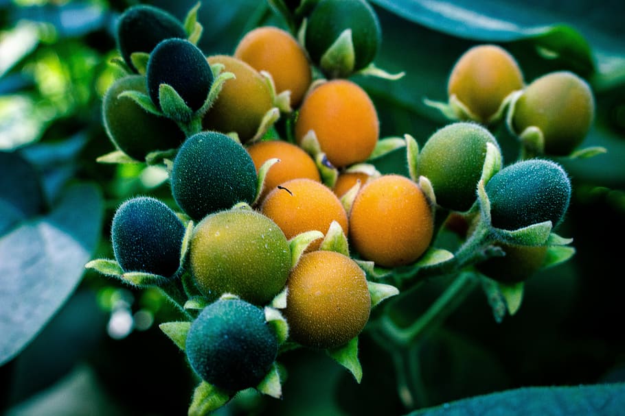 green, yellow, nature, background, spring, flowers, orange HD wallpaper