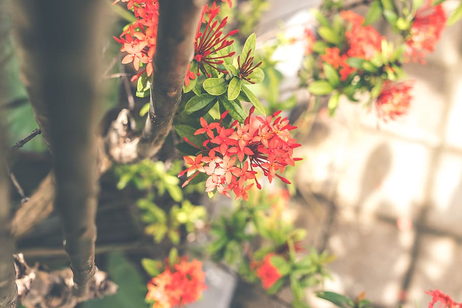 Red Cluster Flowers, background, bloom, blooming, blossom, botanical HD wallpaper