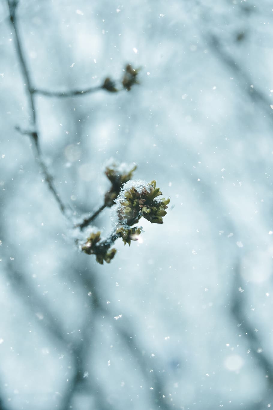 green-leafed plant, snow, cold temperature, winter, frozen, nature HD wallpaper