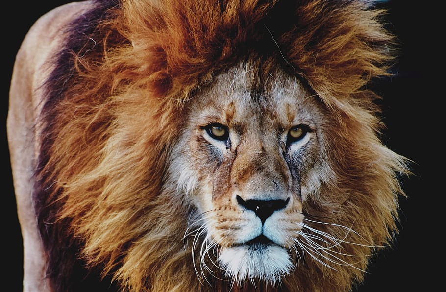 Lion, animal, animal photography, big cat, head, mammal, predator HD wallpaper
