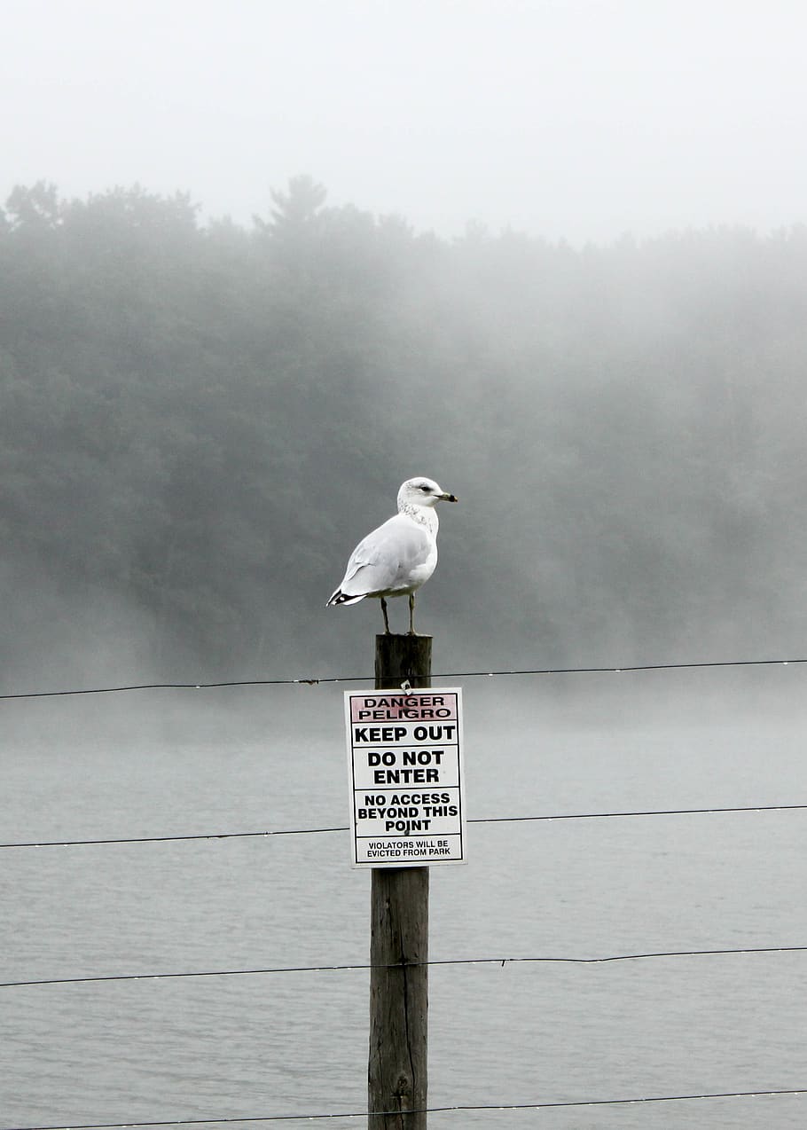 seagull, bird, river, water, lake, waterfowl, fog, vertebrate HD wallpaper
