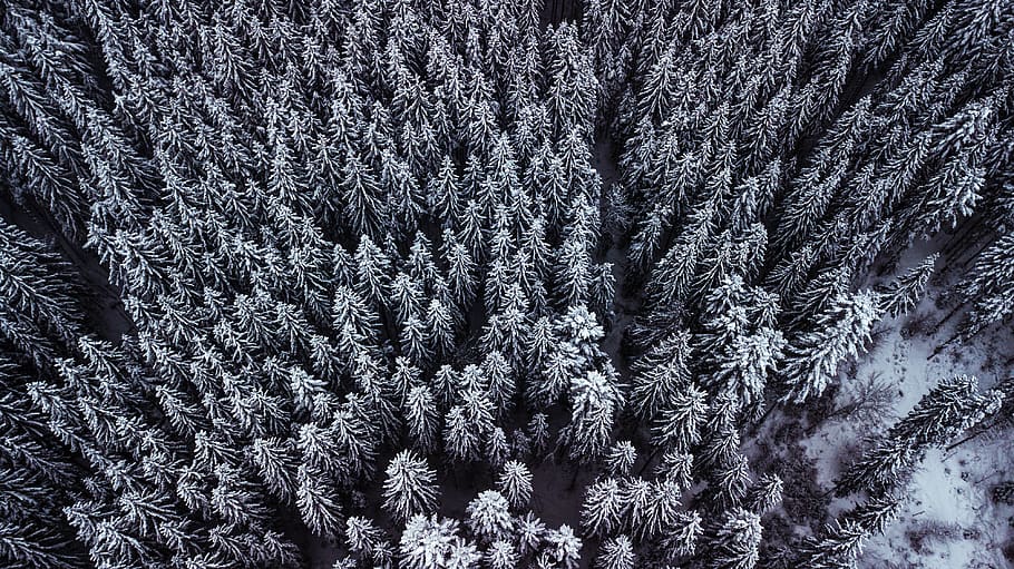 pine trees in high-angle view photography, plant, cold temperature HD wallpaper