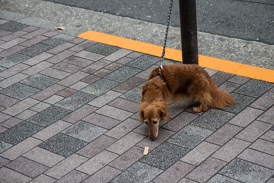 path, strap, walkway, animal, canine, dog, pet, mammal, flagstone HD wallpaper