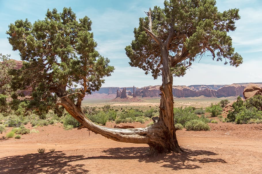 monument valley, tree, landscape, nature, utah, usa, america HD wallpaper