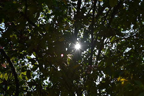 light, flare, sunlight, mexico, tabasco, plant, trees, flower HD wallpaper
