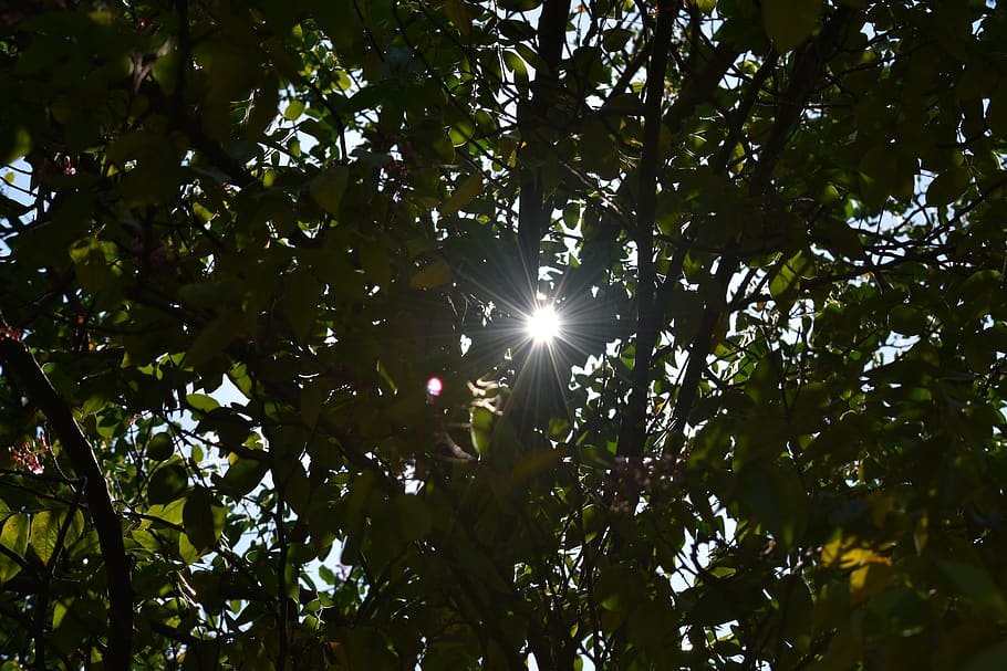 light, flare, sunlight, mexico, tabasco, plant, trees, flower HD wallpaper