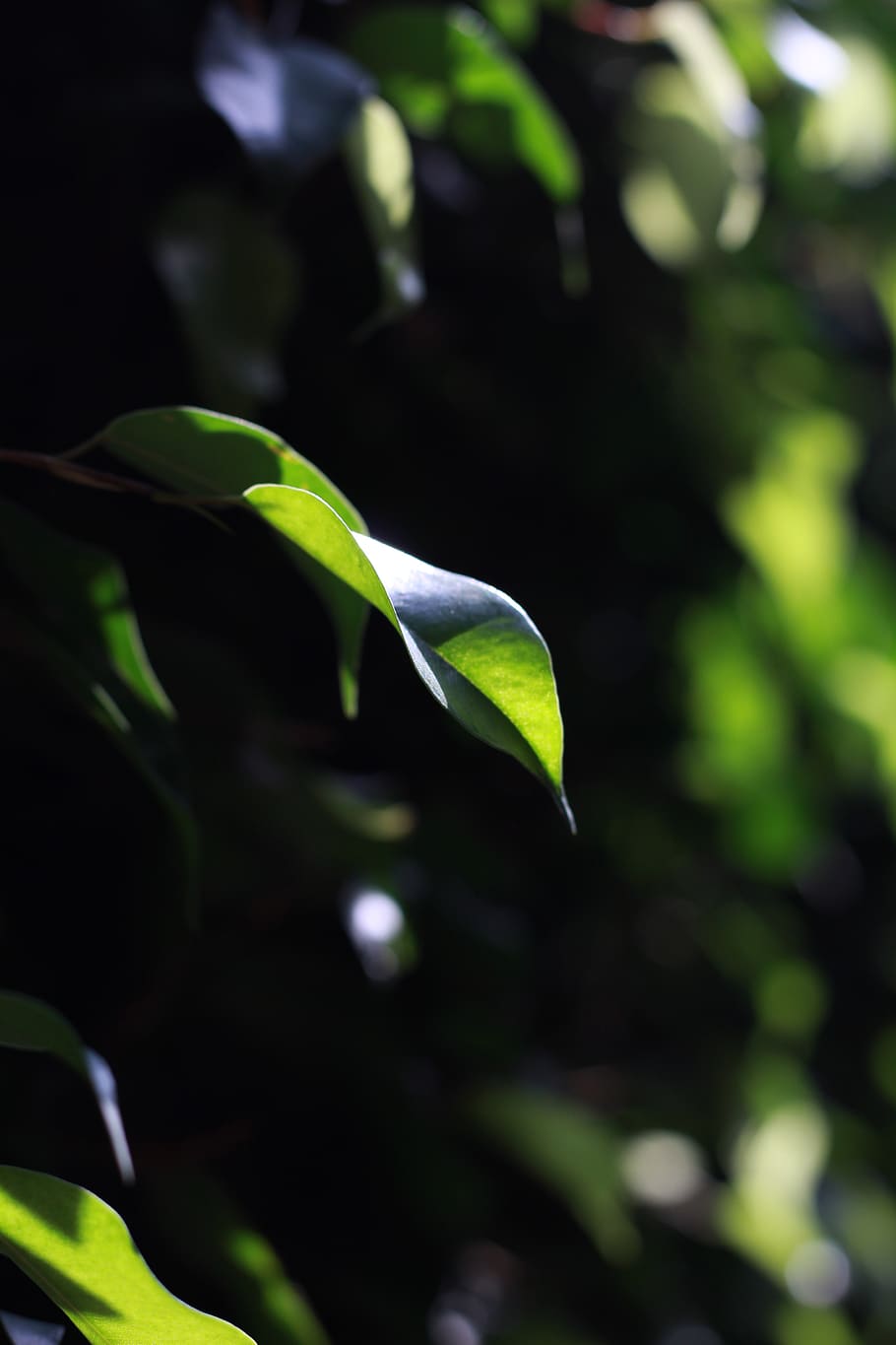 green, black, light, harmony, landscape, forest, symbol, plant, HD wallpaper