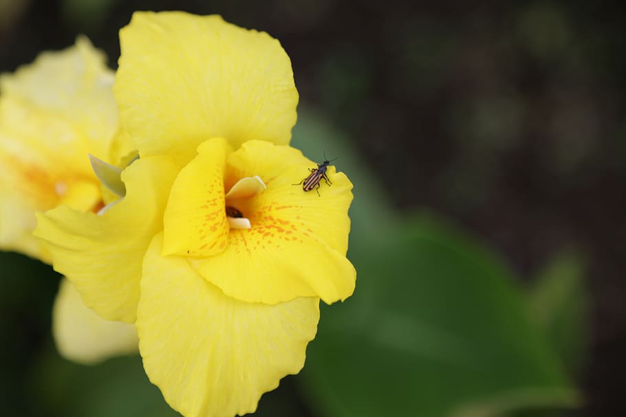 nature, plants, bugs, flower, flowering plant, yellow, fragility HD wallpaper