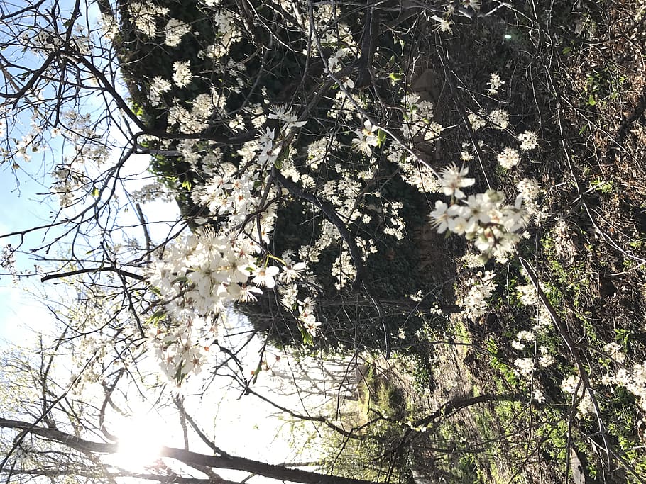 united states, boulder, plant, tree, flowering plant, growth HD wallpaper