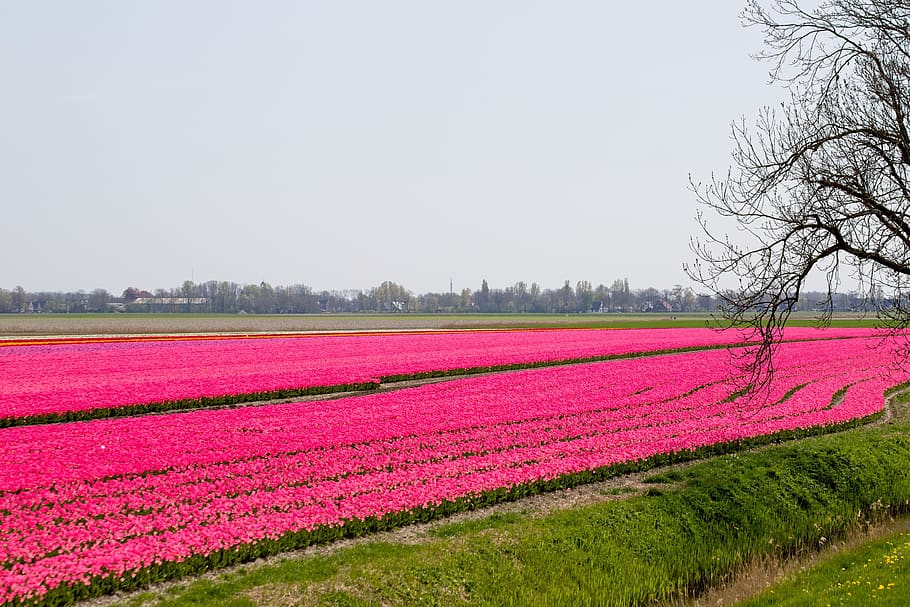 bulbs, bulb fields, tulips, colors, netherlands, holland, spring HD wallpaper