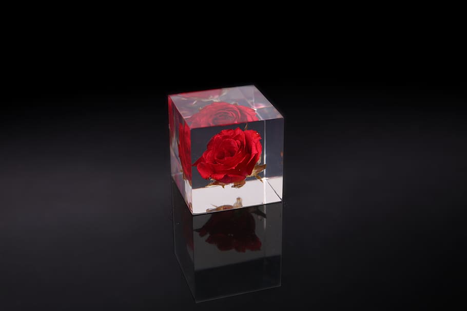 red rose in glass cube, studio shot, black background, indoors HD wallpaper