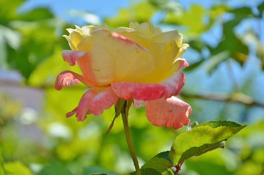 rose, flower, spring, summer, floral, leaf, nature, green, blossom HD wallpaper