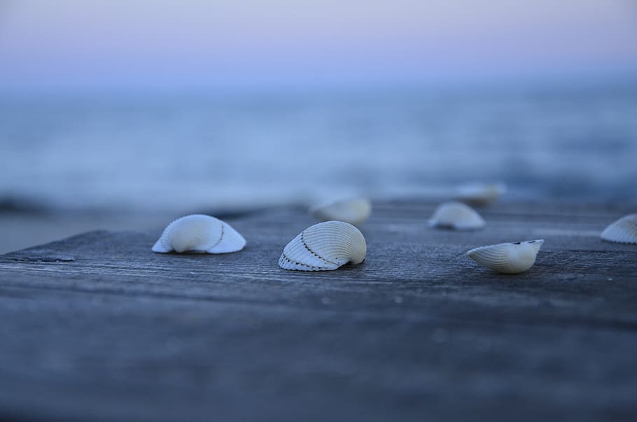sea, shell, sand, selective focus, no people, close-up, animal shell HD wallpaper