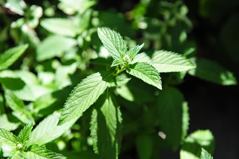 plant, mint, nature, leaf, herbs, herbal plant, medicinal herbs HD wallpaper