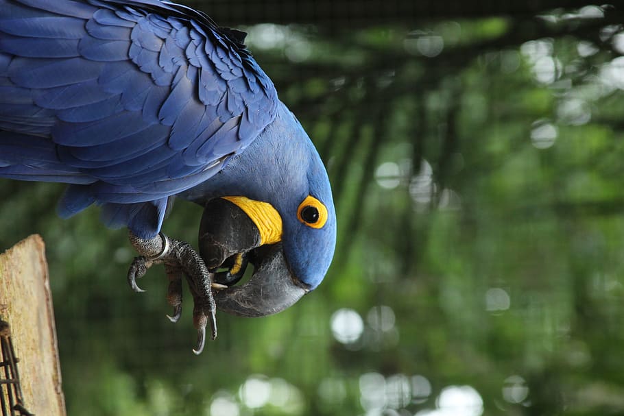 HD wallpaper: hyacinth macaw selective focus photography, animal, bird,  parrot | Wallpaper Flare