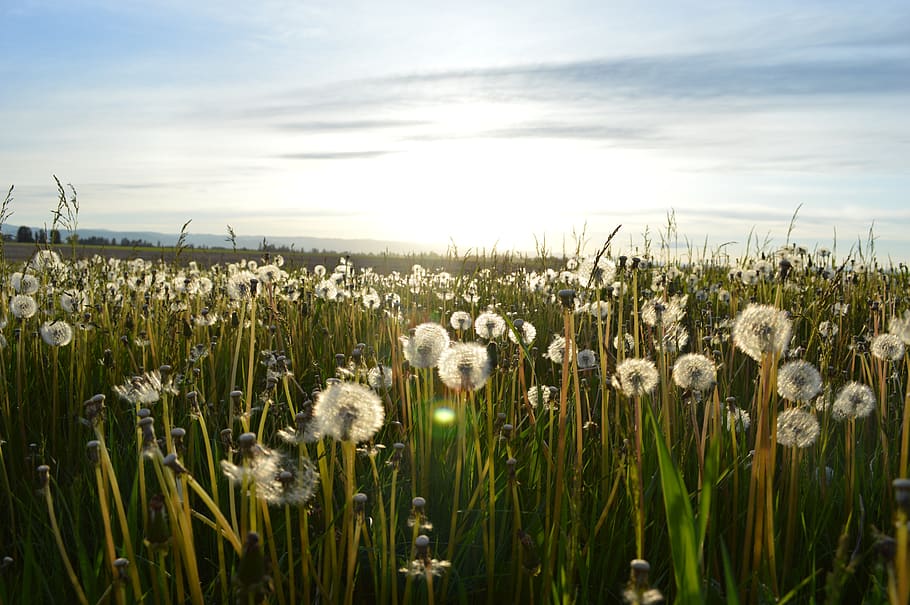 sunny, sunshine, sky, fields, dandelions, flowers, country HD wallpaper
