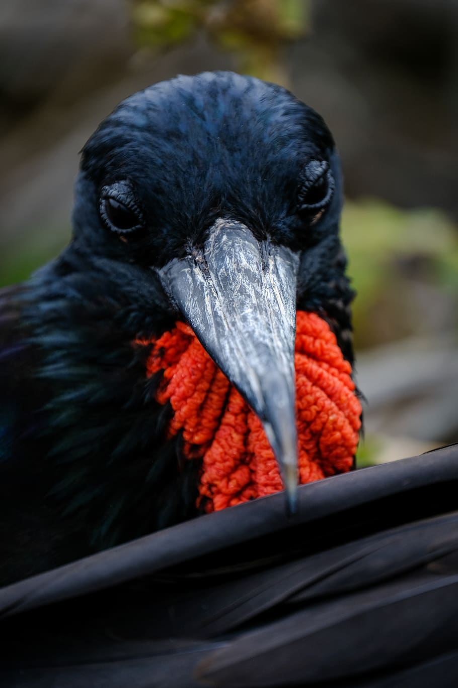 Black and Red Bird, animal, animal photography, avian, beak, beautiful HD wallpaper