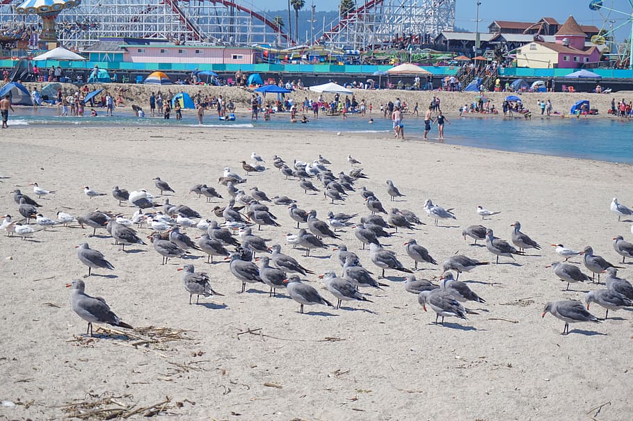 birds, beach, large group of animals, animal wildlife, animal themes HD wallpaper