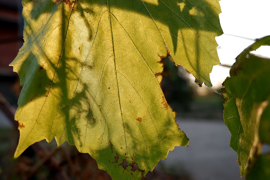 plant part, leaf, focus on foreground, growth, close-up, beauty in nature HD wallpaper
