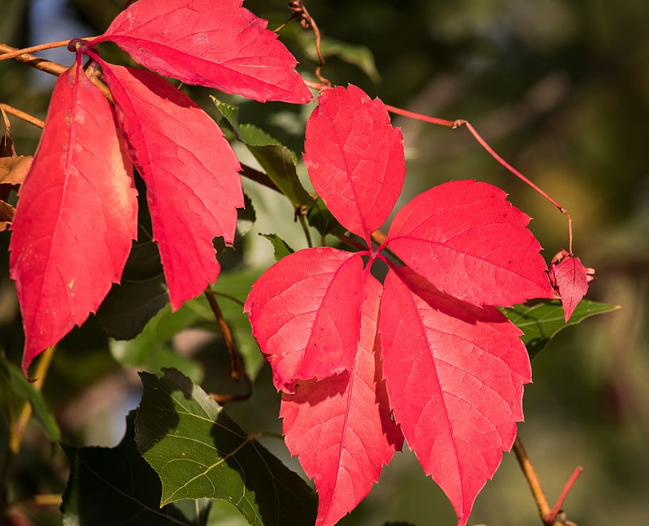 autumn, leaves, red, tree, fall color, fall foliage, branch HD wallpaper