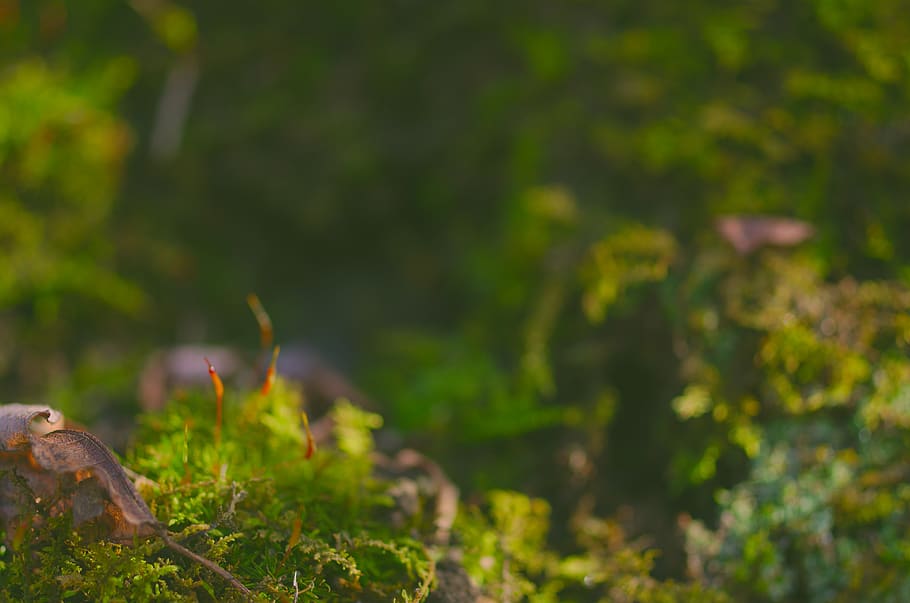 moss, dirt, dead leaf, plant, growth, nature, green color, no people HD wallpaper