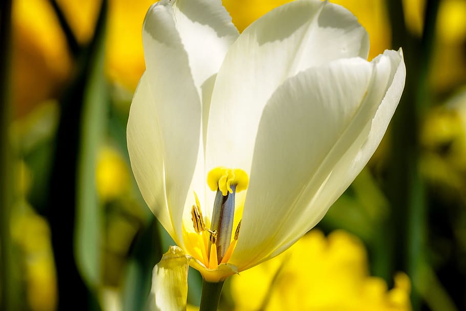 tulip, blossom, bloom, spring, spring flower, tulip field, red HD wallpaper