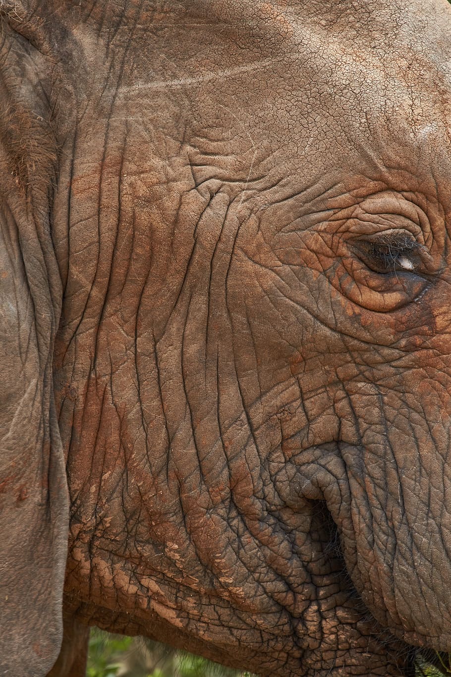 brown elephant, one animal, animal themes, mammal, animals in the wild HD wallpaper