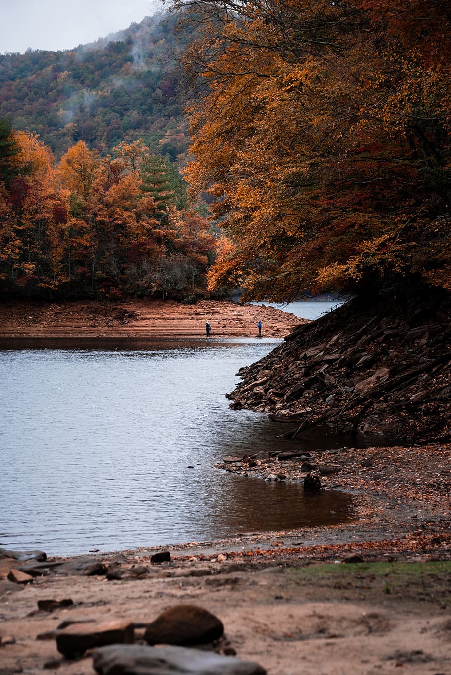 By the river, wallpaper, tennessee, forest, tree, water, plant HD wallpaper