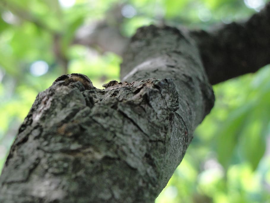 leaves, summer, trees, tree trunk, textured, close-up, plant HD wallpaper