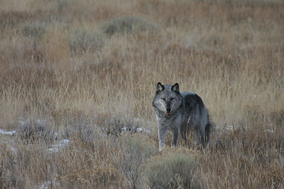 wolf, wild, animal, nature, jungle, fierce, animal themes, animal wildlife HD wallpaper
