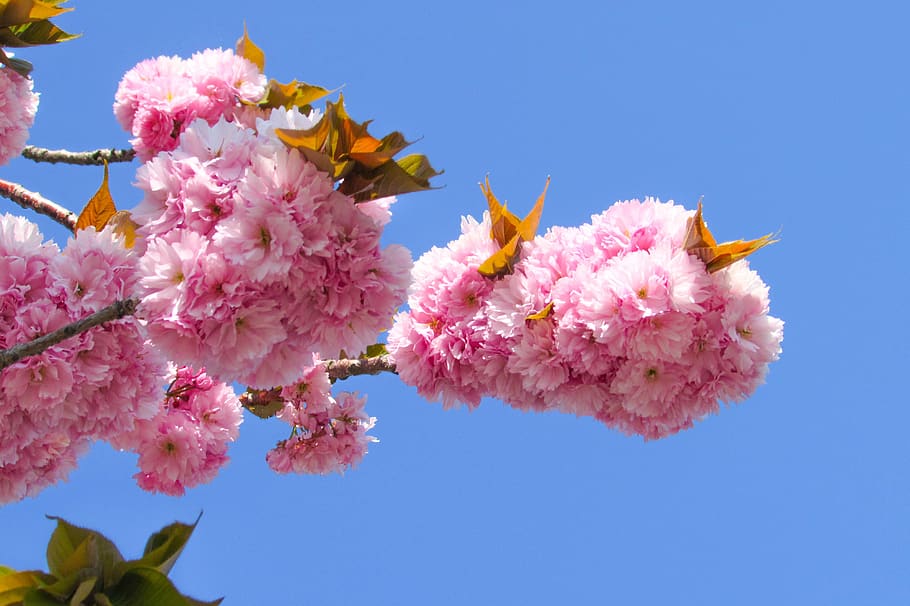 blossoms, spring, pink, floral, bloom, flower, nature, pink color HD wallpaper