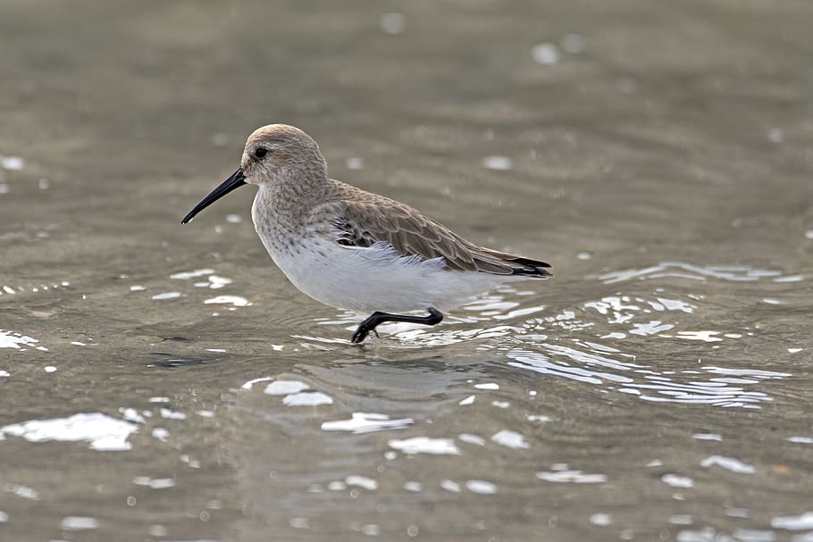 dunlin, wader, microdrile, beach, north sea, animal, animal themes HD wallpaper