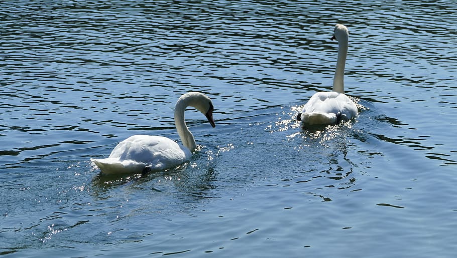 nature, landscape, river, aare, swans, white, light, reflection, HD wallpaper