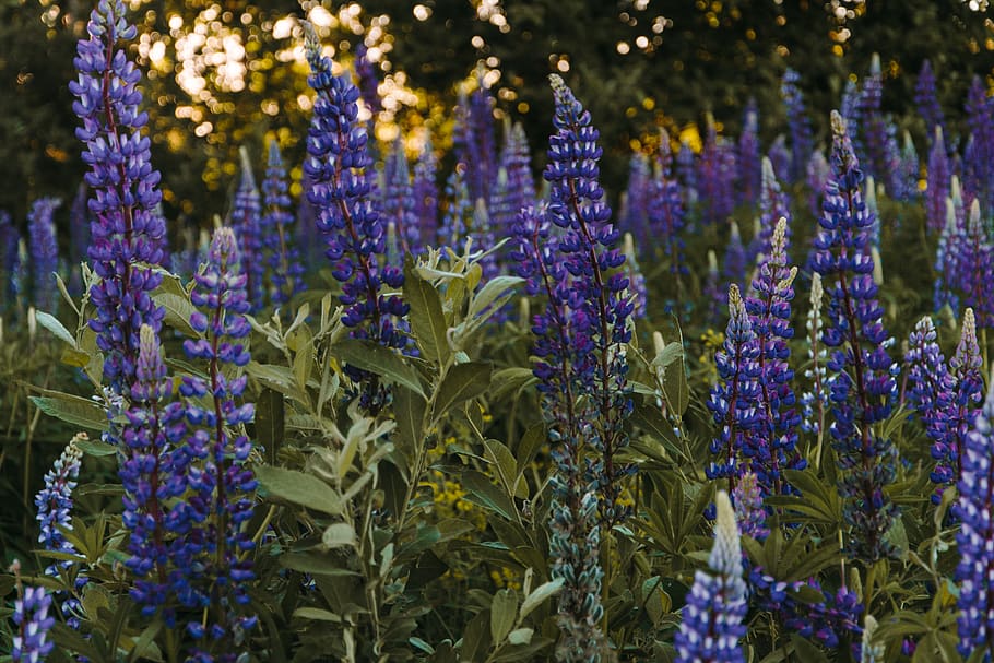 Selective Focus Photography Of Blue Hyacinth Flowers, bloom, blossom HD wallpaper