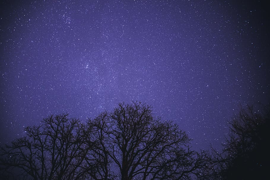 tree silhouette photo, star - space, astronomy, night, sky, beauty in nature HD wallpaper