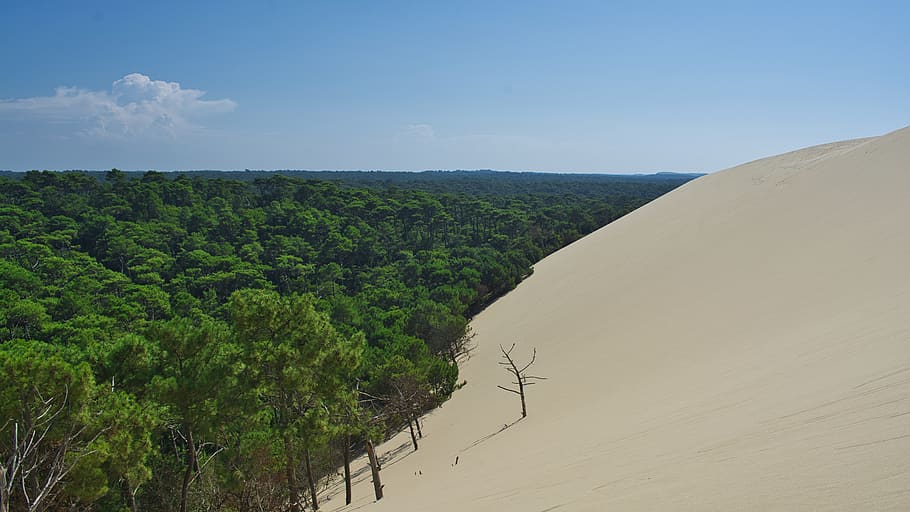 trees and white sands, beauty in nature, scenics - nature, sky HD wallpaper