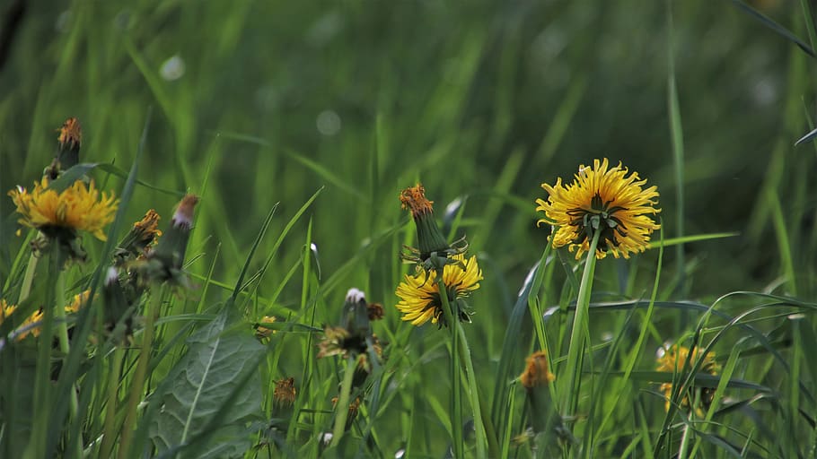 green, dandelion meadow, spring, grass, wild plants, the freshness HD wallpaper