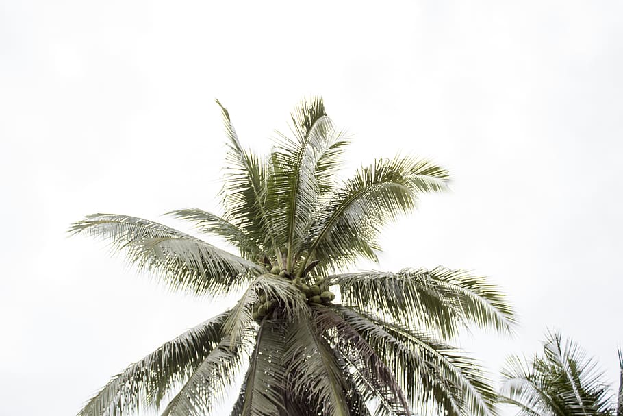palm tree, plant, tropical climate, growth, no people, nature HD wallpaper