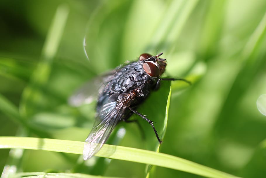 garden, macro, nature, fly, insect, invertebrate, animal wildlife HD wallpaper